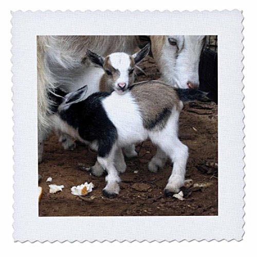 3dRose Pygmy Goat Family Quilt Square 6 by 6Inch qs12852 3dRose Pygmy Goat Family Quilt Square 6 by 6Inch qs12852