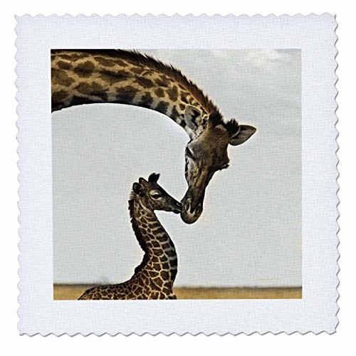 3dRose qs222384 giraffe mama and baby Quilt Square 12 by 12Inch