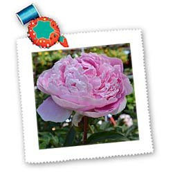 3dRose LLC Pink Peony Floral 10 by 10Inch Quilt Square