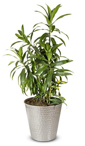 Monarch Abode 19444 Pewter Hand Hammered Garden Pot Planter