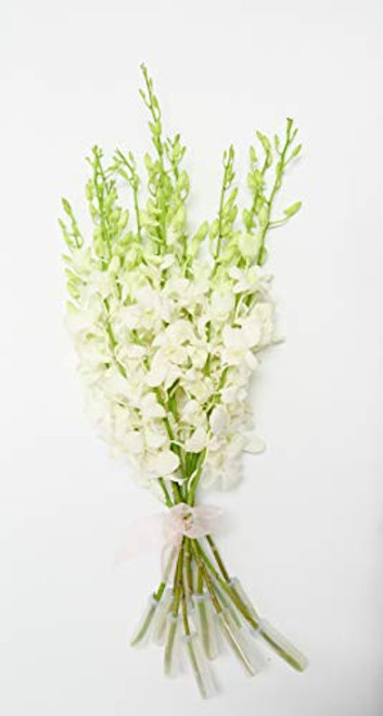 Athenas Garden Fresh White Cut Orchids Bunch 10 Stems