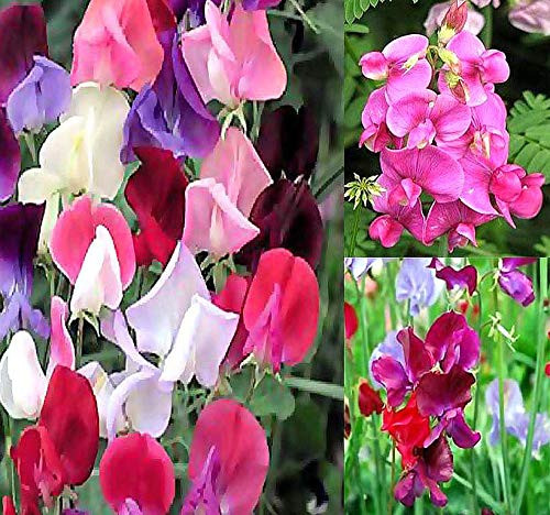 Big Pack  Sweet Pea Sweetpea Flower Seed 400 Lathyrus odoratus Flower Seeds  Heirloom Mix Very Fragrant Blooms  Red Salmon Pink Lavender  NonGMO Flower Seeds By MySeedsCo Big Pack Sweet Pea