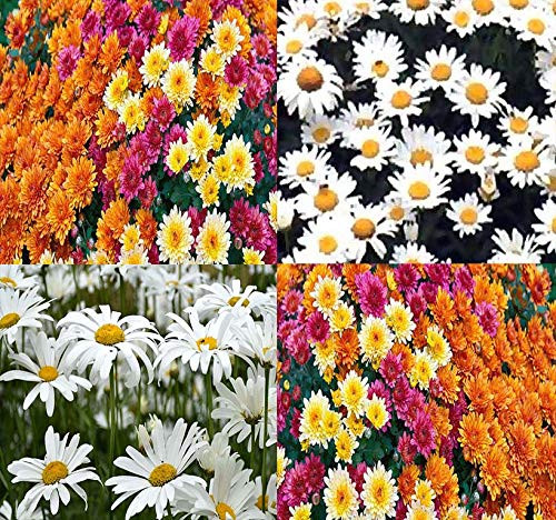 Big Pack  Chrysanthemum Species Mixed Seed 10000 Seeds  Contains Painted Daisy Garland Daisy OxEye Daisy Alaska and Silver Edible Flower Seeds by MySeedsCo Big Pack  Chrysanthemum Mix