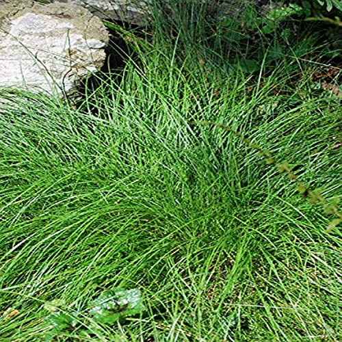 Perennial Farm Marketplace Carex appalachica Appalachian Sedge Ornamental Grass 1 Quart Green Foliage