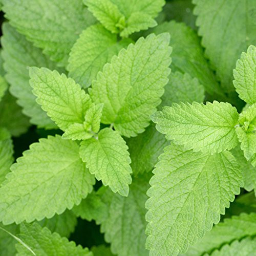 Outsidepride Stinging Nettle Plant Seeds  5000 Seeds