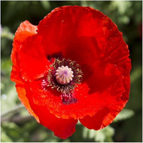 Seed Needs Red Poppy Corn Poppy Papaver rhoeas Bulk 100000 Seeds Seed Needs Red Poppy Corn Poppy Papaver rhoeas Bulk 100000 Seeds