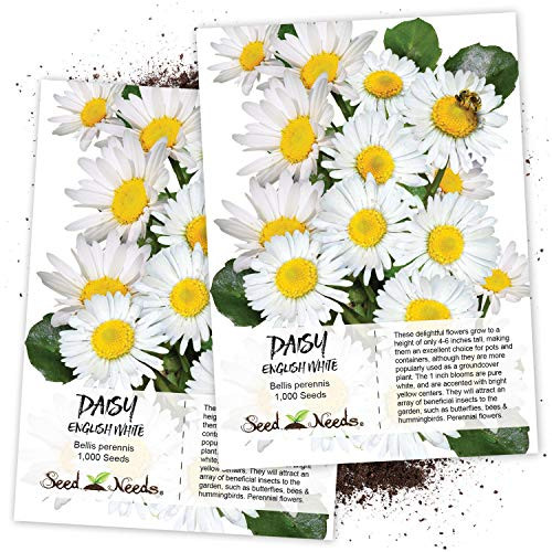 Seed Needs White English Daisy Bellis perennis Twin Pack of 1000 Seeds Each