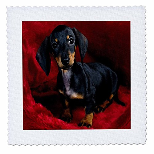 3dRose Print of Dachshund Painting - Quilt Square, 6 by 6-Inch (qs_203714_2)