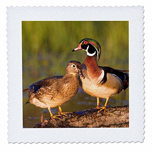 3dRose Wood Ducks Male and Female on Log In Wetland, Marion, Illinois, USA. - Quilt Square, 6 by 6-Inch (qs_209213_2) 3dRose Wood Ducks Male and Female on Log In Wetland, Marion, Illinois, USA. - Quilt Square, 6 by 6-Inch (qs_209213_2)