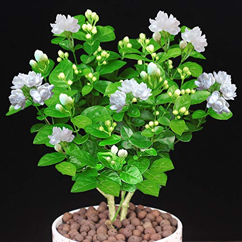Jasmine Seeds 20Pcs Gardenia Cape Jasmine Jasminiodes White Aromatic Flower Floral Seeds Fresh Plant Seed Elegant Jasmine Seeds 20Pcs Gardenia Cape Jasmine Jasminiodes White Aromatic Flower Floral Seeds Fresh Plant Seed Elegant