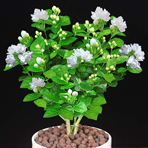 Jasmine Seeds 20Pcs Gardenia Cape Jasmine Jasminiodes White Aromatic Flower Floral Seeds Fresh Plant Seed Elegant