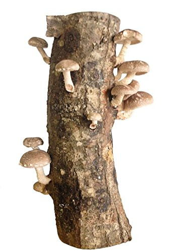 12 Shiitake Mushroom Log Edible Mushrooms Mushroom Farmer