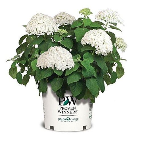 Proven Winners  Hydrangea arb Incrediball Smooth Hydrangea Shrub white mophead flowers 3  Size Container