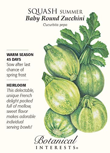 Baby Round Zucchini Summer Squash Seeds  3 grams  Botanical Interests