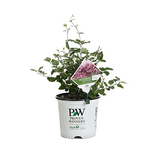 1 Gal Bloomerang Dark Purple Reblooming Lilac Syringa Live Shrub Purple Flowers 1 Gal Bloomerang Dark Purple Reblooming Lilac Syringa Live Shrub Purple Flowers