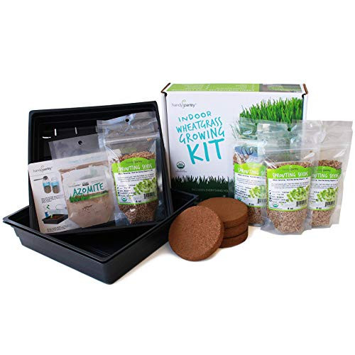 Organic Wheatgrass Growing Starter Kit  Grow  Juice Wheat Grass  Includes NonGMO Organic Wheatgrass Seeds  for Healthy Wheatgrass Shots Home Garden and Cat Grass