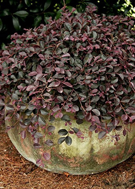 Southern Living Plant Collection SL05Q Purple Pixie Loropetalum 25 qt Southern Living Plant Collection SL05Q Purple Pixie Loropetalum 25 qt