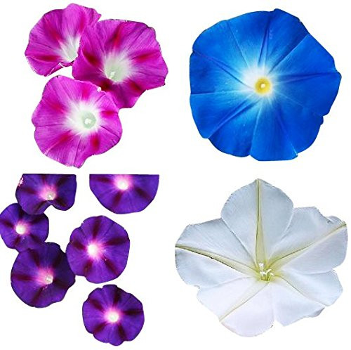Mix of Blue Purple White Rose Morning Blooming Vine Seeds
