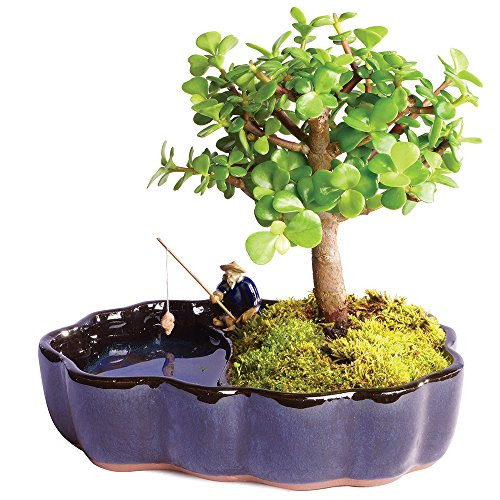 Brussels Live Dwarf Jade Indoor Bonsai Tree in Zen Reflections Pot 3 Years Old; 8 to 10 Tall Brussels Live Dwarf Jade Indoor Bonsai Tree in Zen Reflections Pot 3 Years Old; 8 to 10 Tall