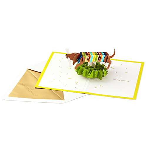 Hallmark Signature Paper Wonder Pop Up Birthday Card (Dachshund, Happy All Day Long) Hallmark Signature Paper Wonder Pop Up Birthday Card (Dachshund, Happy All Day Long)