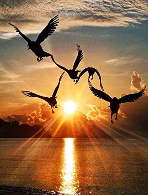 DIY 5D Diamond Painting by Number Kits Crystal Rhinestone Diamond Embroidery Paintings Pictures Arts Craft for Home Wall Decor Full Round DrillSunrise Seagull DIY 5D Diamond Painting by Number Kits Crystal Rhinestone Diamond Embroidery Paintings Pictures Arts Craft for Home Wall Decor Full Round DrillSunrise Seagull
