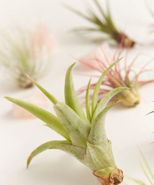 Shop Succulents  Live Air Plants Hand Selected Assorted Variety of Species Tropical Houseplants for Home D?r and DIY Terrariums 20Pack