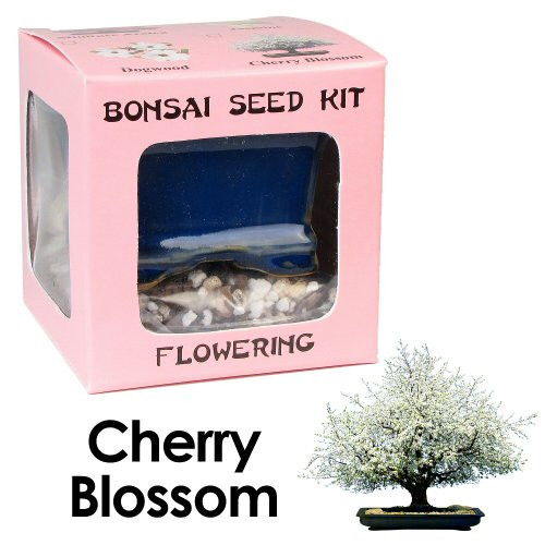 Eve's Cherry Blossom Bonsai Seed Kit, Flowering, Complete Kit to Grow Cherry Blossom Bonsai from Seed