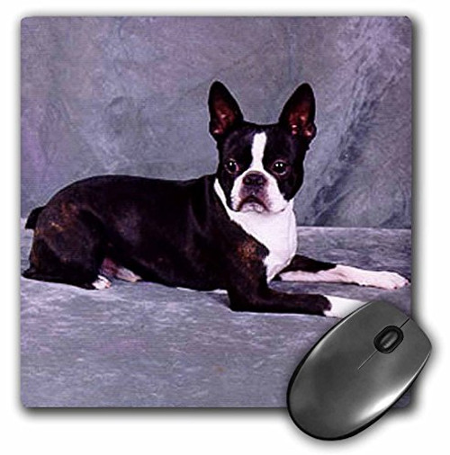 3dRose LLC 8 x 8 x 025 Inches Mouse Pad Boston Terrier mp2681 3dRose LLC 8 x 8 x 025 Inches Mouse Pad Boston Terrier mp2681