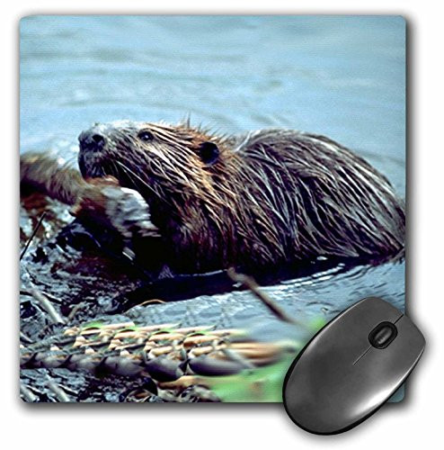 3dRose LLC 8 x 8 x 025 Inches Mouse Pad Beaver mp10211