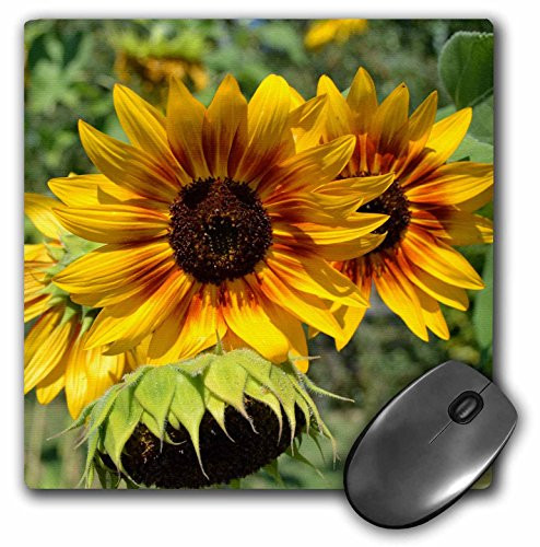 3dRose LLC 8 x 8 x 025 Inches Mouse Pad RedYellow Sunflowers mp326901