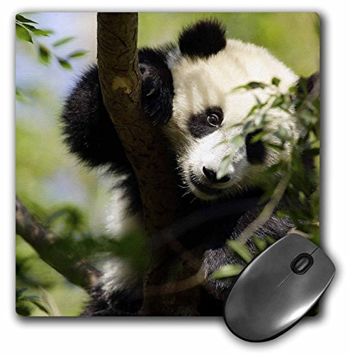 3dRose LLC 8 x 8 x 025 Inches Mouse Pad Giant Panda Bear Research Station San Diego Zoo Ca Maresa Pryor mp885511