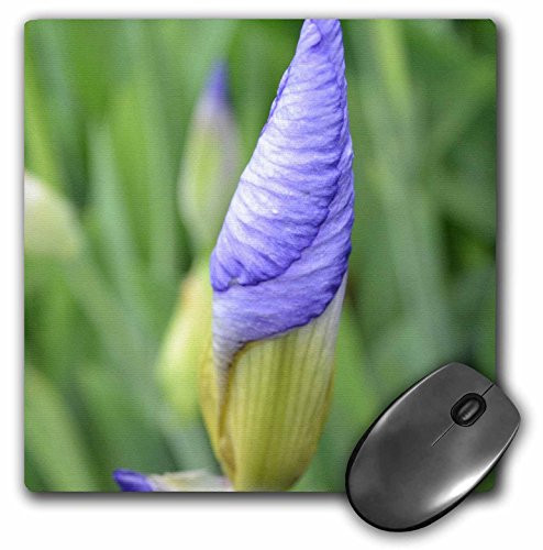 3dRose LLC 8 X 8 X 025 Inches Inspirational Iris Mouse Pad mp226581