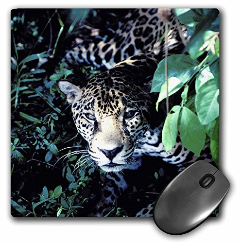 3dRose LLC 8 x 8 x 025 Inches Mouse Pad Jaguar in The Rainforest Jungle mp376211