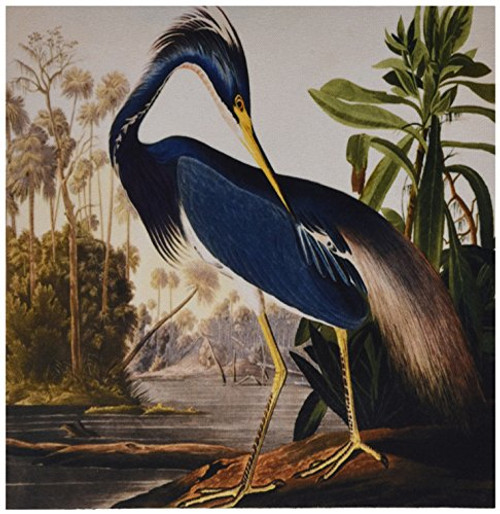 3dRose LLC 8 x 8 x 025 Inches Mouse Pad Vintage John J Audubon Painting of A Blue Heron mp1198421 3dRose LLC 8 x 8 x 025 Inches Mouse Pad Vintage John J Audubon Painting of A Blue Heron mp1198421