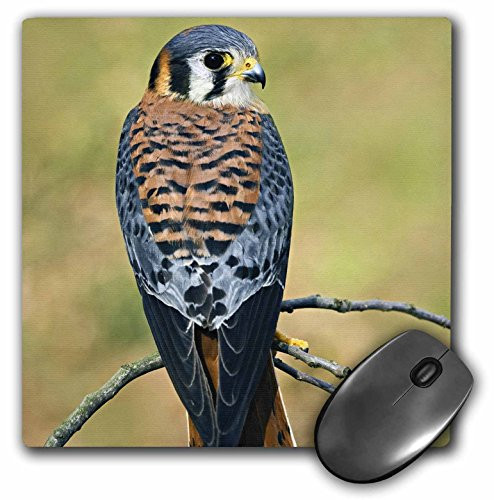 3dRose LLC 8 x 8 x 025 Male American Kestrel Bird Adam Jones Mouse Pad mp835791