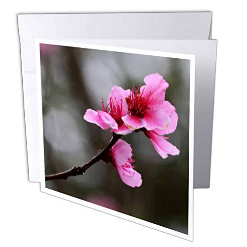 3dRose Single Cherry Blossom Pink Cherry Blossom  Greeting Cards 6 x 6 inches set of 12 gc225512