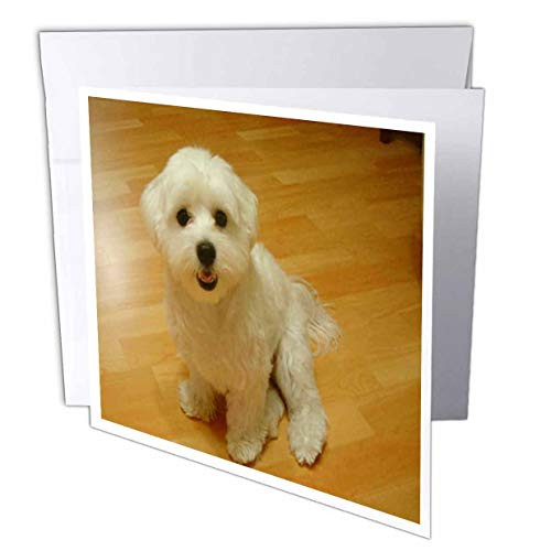 3dRose Maltese Puppy  Greeting Cards 6 x 6 inches set of 12 gc492772