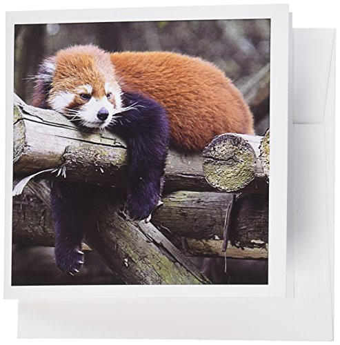 3dRose Adorable Red Panda Sichuan Province China  Greeting Cards 6 x 6 inches set of 12 gc1002882