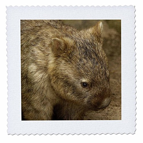 3dRose qs733922 Common Wombat Marsupial AustraliaAu01 Pox0109Pete OxfordQuilt Square 6 by 6Inch