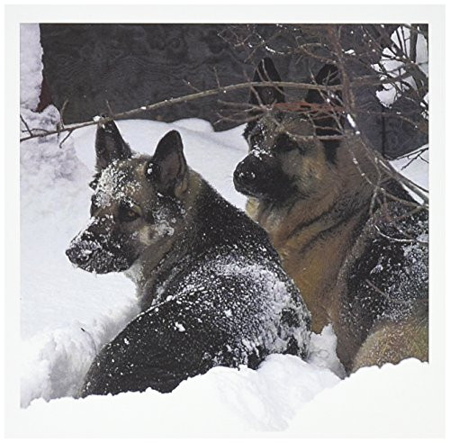 3dRose German Shepherds Best Friends Greeting Cards Set of 12 gc510132