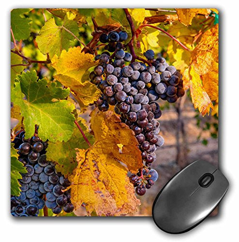 3dRose USA Washington Yakima Valley Grapes in Red Mountain Vineyard Mouse Pad mp1917781
