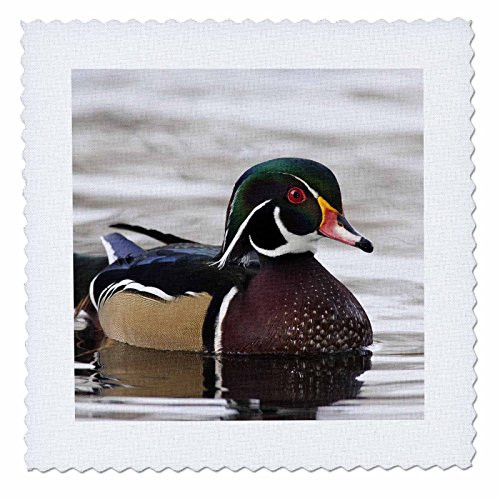 3dRose qs841872 Wood Duck Drake Aix Sponsa NA02 RBR0036 Rick A Brown Quilt Square 6 by 6Inch