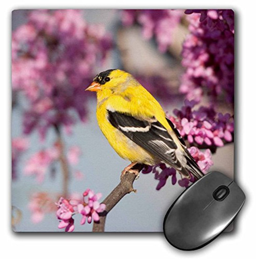 3dRose American Goldfinch in Eastern Redbud tree Mouse Pad 8 by 8 inches mp2060961 3dRose American Goldfinch in Eastern Redbud tree Mouse Pad 8 by 8 inches mp2060961