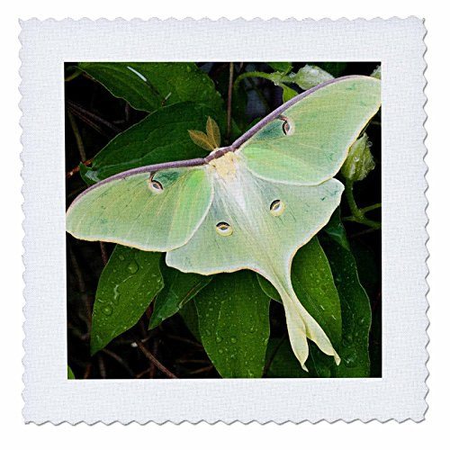 3dRose qs2066891 Luna Moth on Carnaby Clematis Clematis Sp Marion Co IL Quilt Square 10 by 10 3dRose qs2066891 Luna Moth on Carnaby Clematis Clematis Sp Marion Co IL Quilt Square 10 by 10