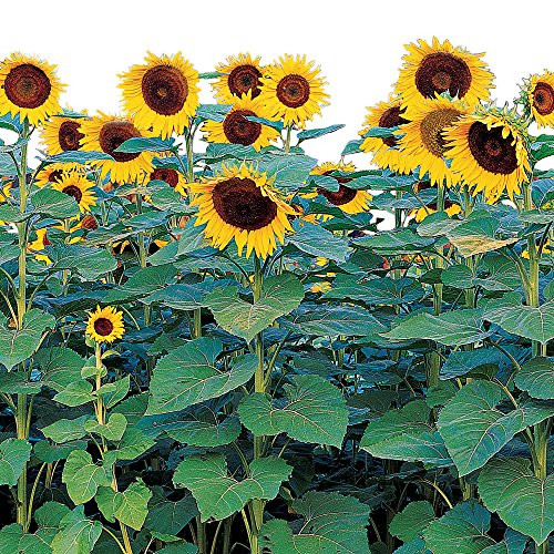 Burpee Sunforest Mix Sunflower Seeds 100 seeds