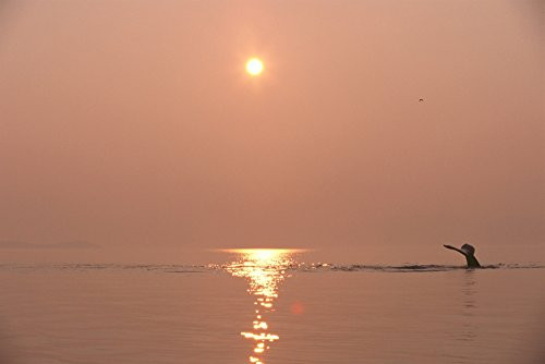 Posterazzi DPI2002005 Alaska Frederick Sound Humpback Whale Megaptera Novaeangliae Fluke At Sunset Poster Print 19 x 12