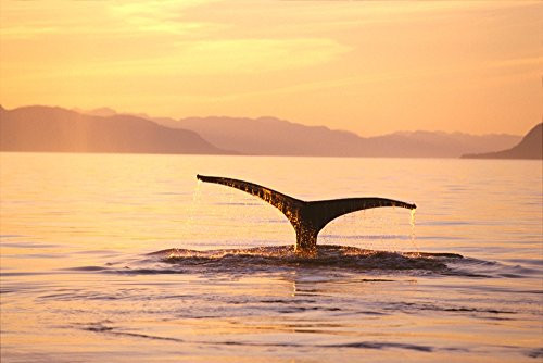 Posterazzi DPI2002001 Alaska Frederick Sound Humpback Whale Megaptera Novaeangliae Fluke At Sunset Poster Print 19 x 12