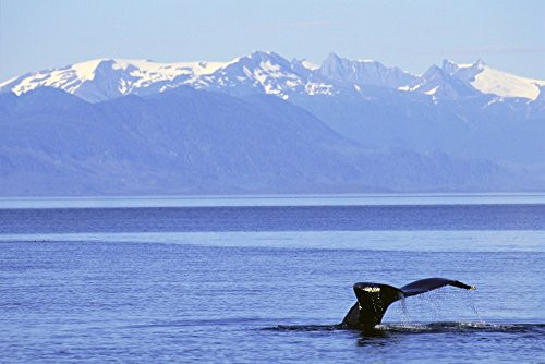 Posterazzi Alaska Frederick Sound Humpback Whale Megaptera Novaeangliae Fluke With Snowcapped Mountains Background Poster Print 19 x 12
