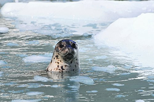Harbor Seal Swims In An Ice Floe At Yale Glacier In Prince William Sound Southcentral Alaska Summer Poster Print 17 x 11 Harbor Seal Swims In An Ice Floe At Yale Glacier In Prince William Sound Southcentral Alaska Summer Poster Print 17 x 11