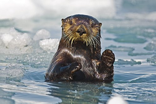 A Sea Otter Swimming Amongst Sea Ice In Harriman Fjord Prince William Sound Southcentral Alaska Poster Print 17 x 11 A Sea Otter Swimming Amongst Sea Ice In Harriman Fjord Prince William Sound Southcentral Alaska Poster Print 17 x 11